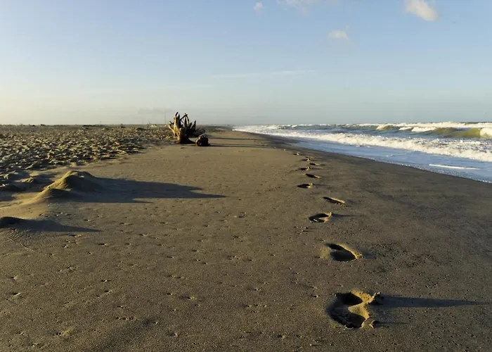 Sauro Viareggio